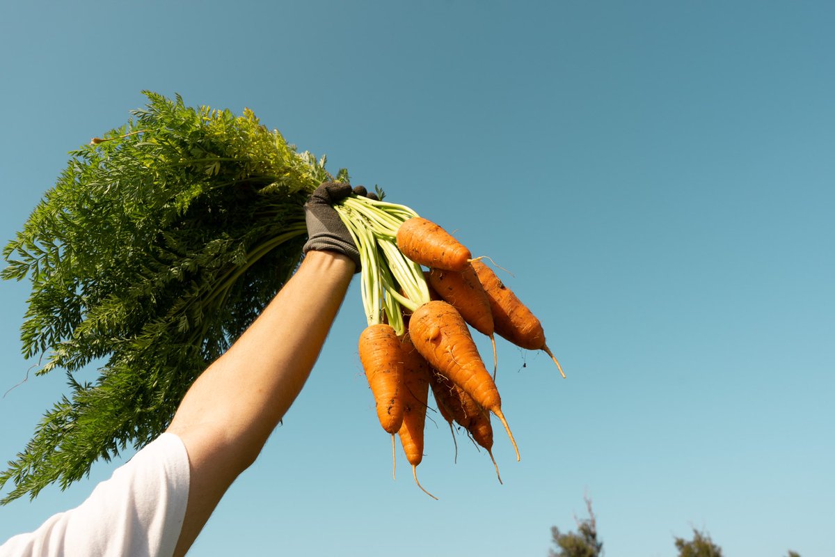 【拡散希望】
沖縄県うるま市と〝津堅島〟と沖縄本島を結ぶ定期船のお仕事！本島から近いので沖縄本島を拠点に働けます。DMで質問も受け付けますのでお気軽にお問合せください🥕

私たちの宿のお仕事ではないですが、拡散して頂けると泣いて喜びます🥹