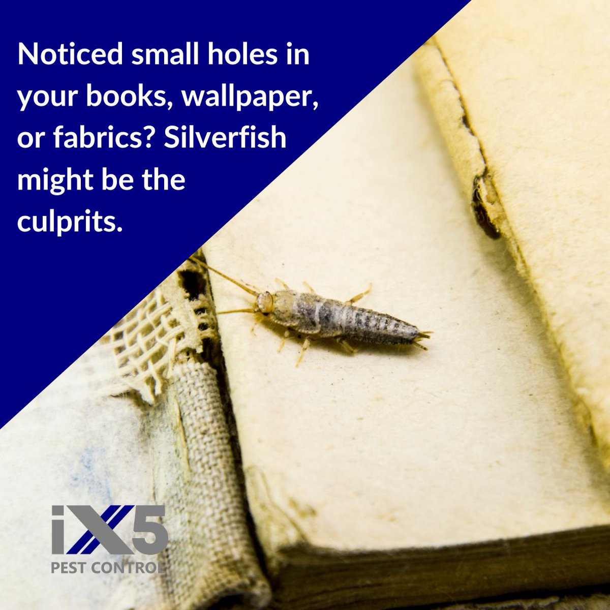 iX5uk's tweet image. Noticed small holes in your books, wallpaper, or fabrics? Silverfish might be the culprits. These nocturnal insects thrive in damp, dark environments and can cause significant damage to household items. ix5.uk/pest-control-s…
#SilverfishControl #PestManagement #iX5PestControl