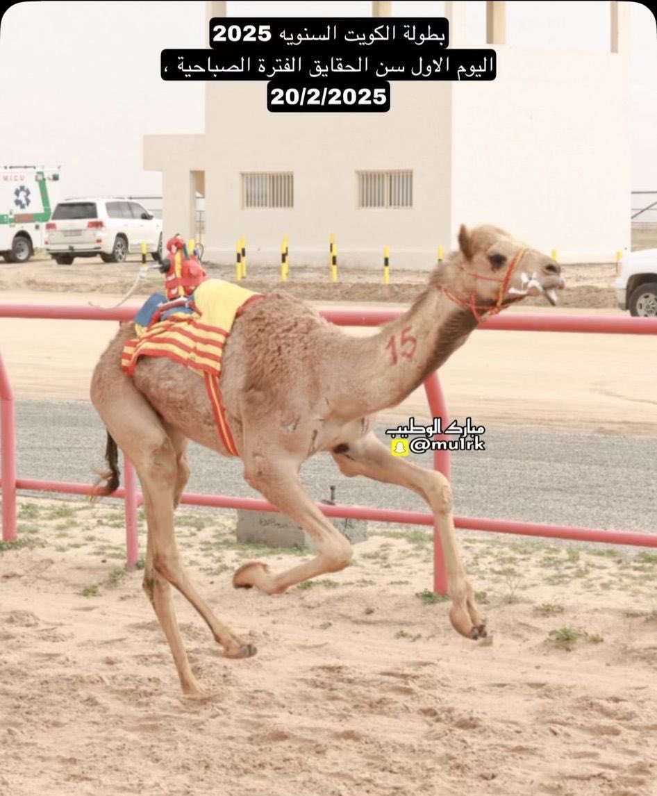 hafer_race's tweet photo. نبارك للأخ العزيز فارس تركي الظفيري على فوز اسد اليوم بالمركز الاول لسن الحقايق في بطولة الكويت الدولية.

🟢سلام ميدان حفر الباطن سلام🟢 https://t.co/SS2QQhG8EU