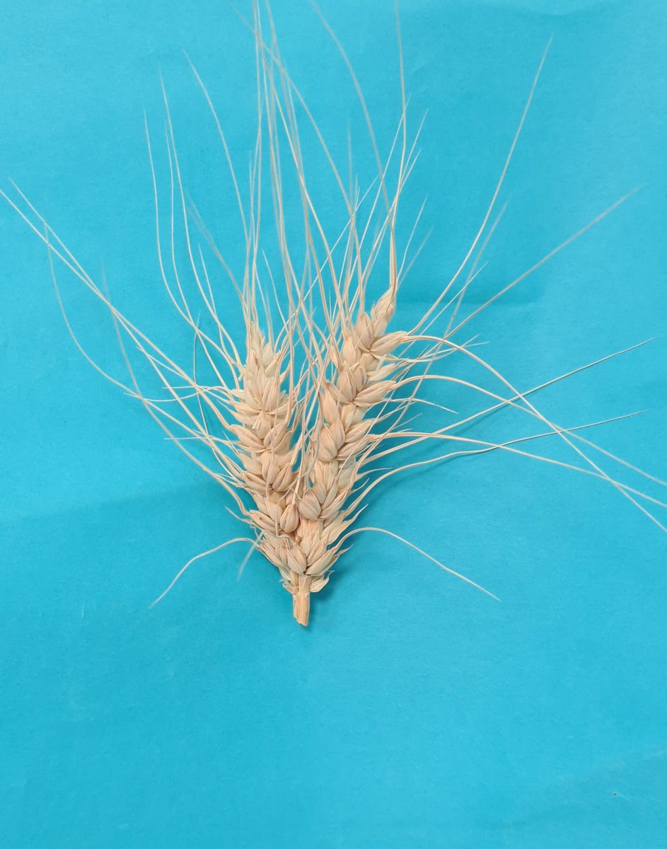 Marta da Silva Lopes tweet media