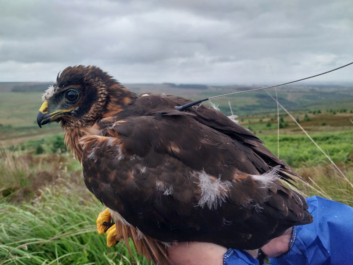 Raptor Persecution UK (@raptorpersuk) on Twitter photo Satellite-tagged hen harrier from <a href="/TarrasValleyNR/">Tarras Valley Nature Reserve</a> 'disappears' on grouse moor in North Pennines.
She is the 134th missing/killed hen harrier since 2018.
How many more, <a href="/MaryCreagh_/">Mary Creagh CBE MP</a> <a href="/SteveReedMP/">Steve Reed MP</a> <a href="/TonyJuniper/">Tony Juniper</a> ??
raptorpersecutionuk.org/2025/02/20/sat… Satellite-tagged hen harrier from <a href="/TarrasValleyNR/">Tarras Valley Nature Reserve</a> 'disappears' on grouse moor in North Pennines.
She is the 134th missing/killed hen harrier since 2018.
How many more, <a href="/MaryCreagh_/">Mary Creagh CBE MP</a> <a href="/SteveReedMP/">Steve Reed MP</a> <a href="/TonyJuniper/">Tony Juniper</a> ??
raptorpersecutionuk.org/2025/02/20/sat…