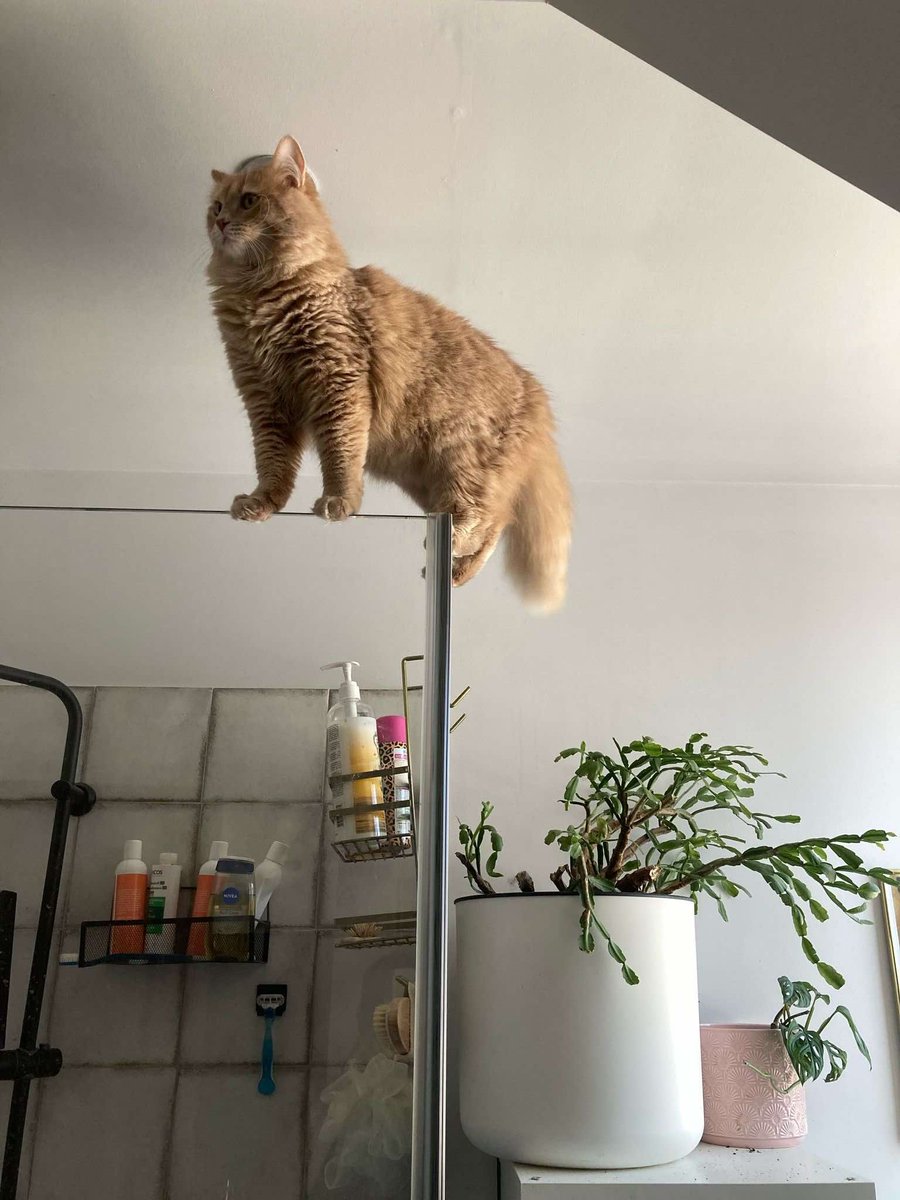 klau, ar labām lietām jādalās - nezinu vai pamanījāt, bet rekur, Straumes un Oskaru priekšvakarā, var noziedot ņau-du patversmei Remi UN dabūt pašiem savu kaķstatuju: cataward.com

Savējo došu Hercam, kurš atrada augstāko punktu dzīvoklī. Prasīja gan upurēt puķi