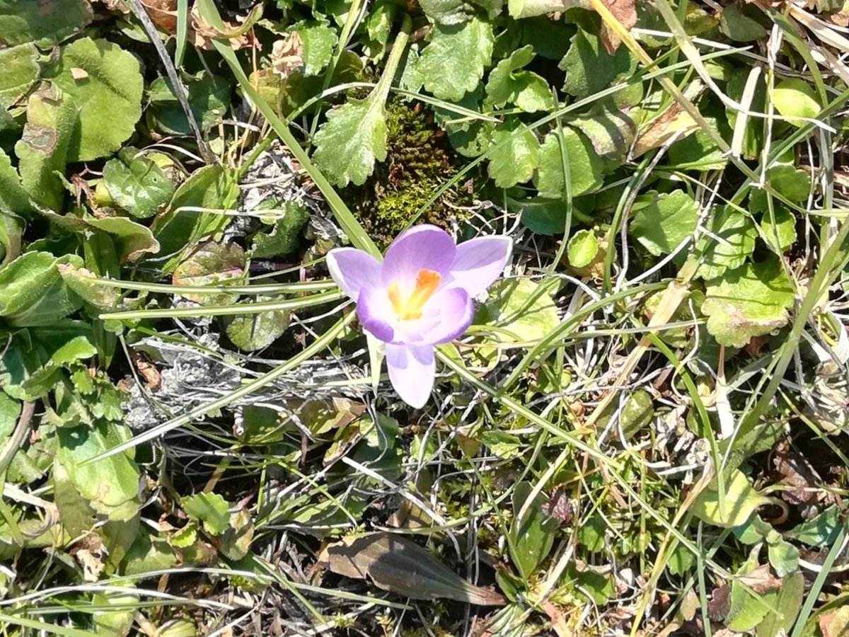 Erster Krokus.