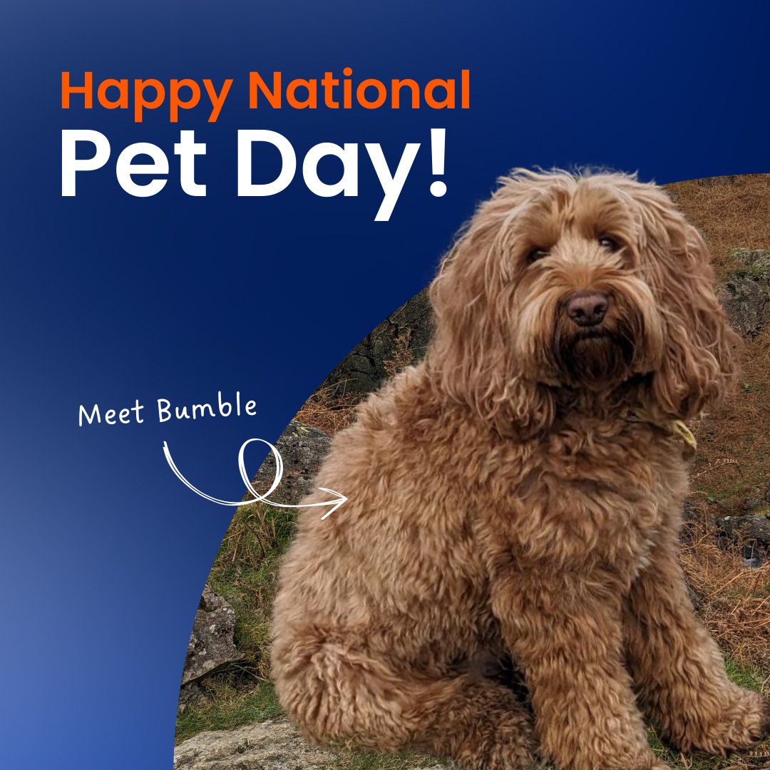 Happy National Love Your Pet Day! 🐾

Meet Bumble – she loves beach walks and endless cuddles. Tell us about your pet below (bonus point for pics!) #loveyourpetday #petlover