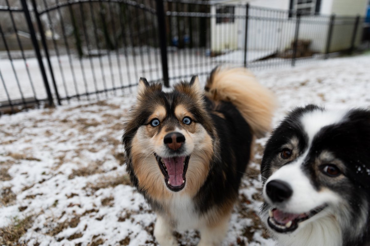 Snow flurries have returned to Kannapolis!❄️❄️