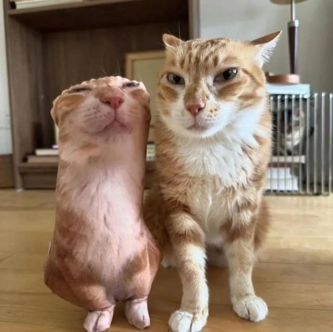 contents that ll heal your depression 🌻 (@catshealdeprsn) on Twitter photo 