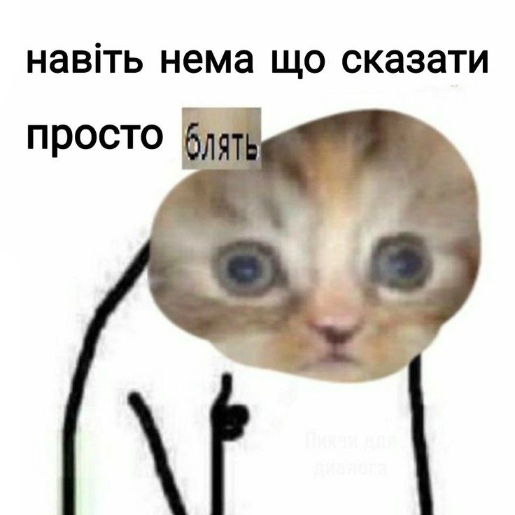 motherOfcats🇺🇦 (@anastas_sas) on Twitter photo 