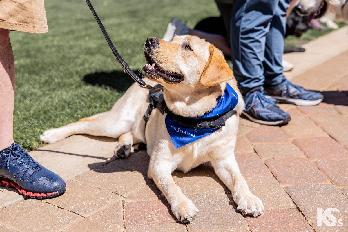 k9sforwarriors's tweet image. 📣 Only 𝟵 𝗱𝗮𝘆𝘀 left to get @THEPLAYERS 𝗖𝗵𝗶𝗽-𝗶𝗻 𝗳𝗼𝗿 𝗖𝗵𝗮𝗿𝗶𝘁𝘆 tickets 📣

Support our mission + attend The Players Championship = a win-win! For each ticket purchased, @k9sforwarriors receives $40!

Tickets are available until February 28, 2025, grab yours today…