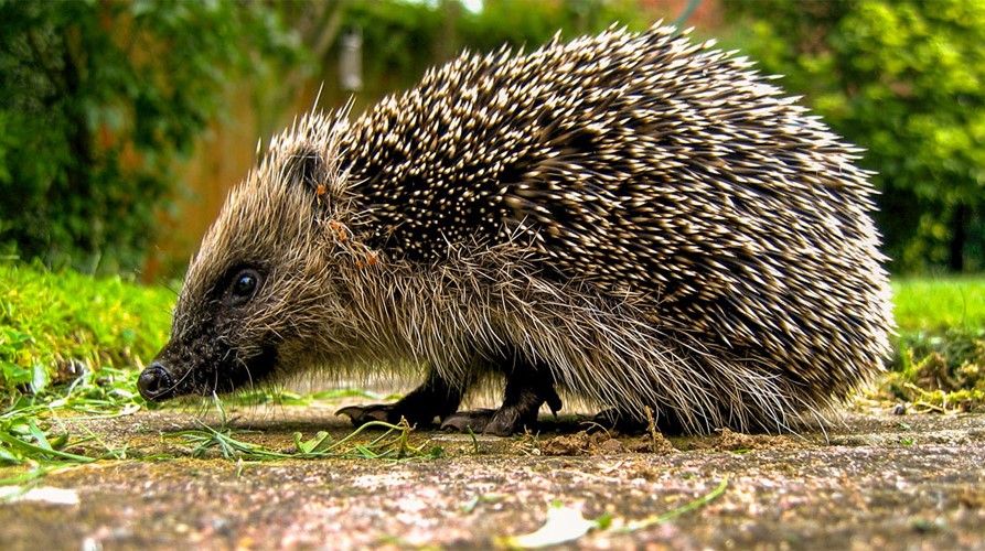 Yesterday and this morning I've had lots of calls about hedgehogs seen out during the day.
Please make no mistake, this is an emergency.
A hedgehog out in the day is seriously ill and needs 𝘂𝗿𝗴𝗲𝗻𝘁 treatment from a rescue (never a vet). 
These are hedgehogs who have risen