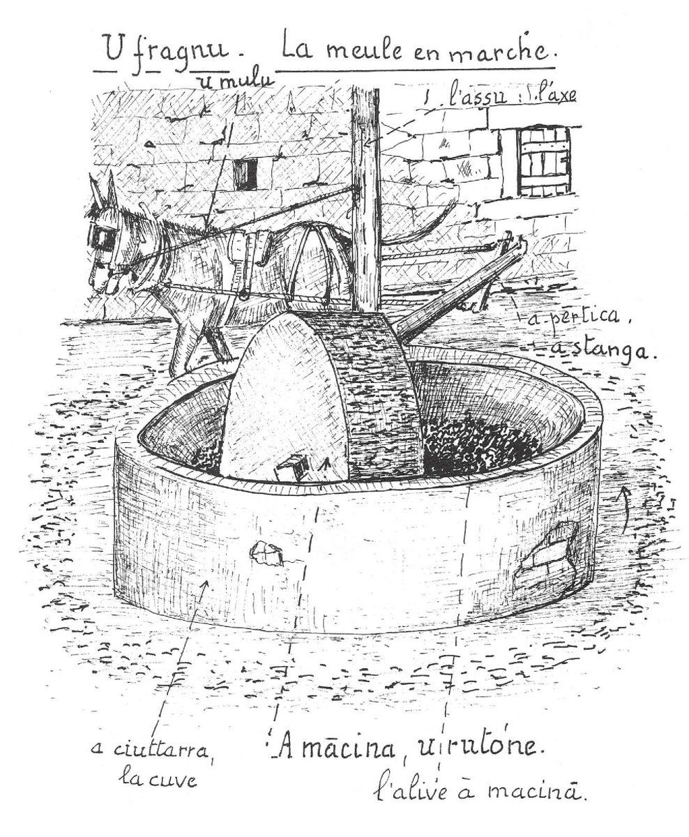 U fragnu à l'antica
(Jean claude Morati)