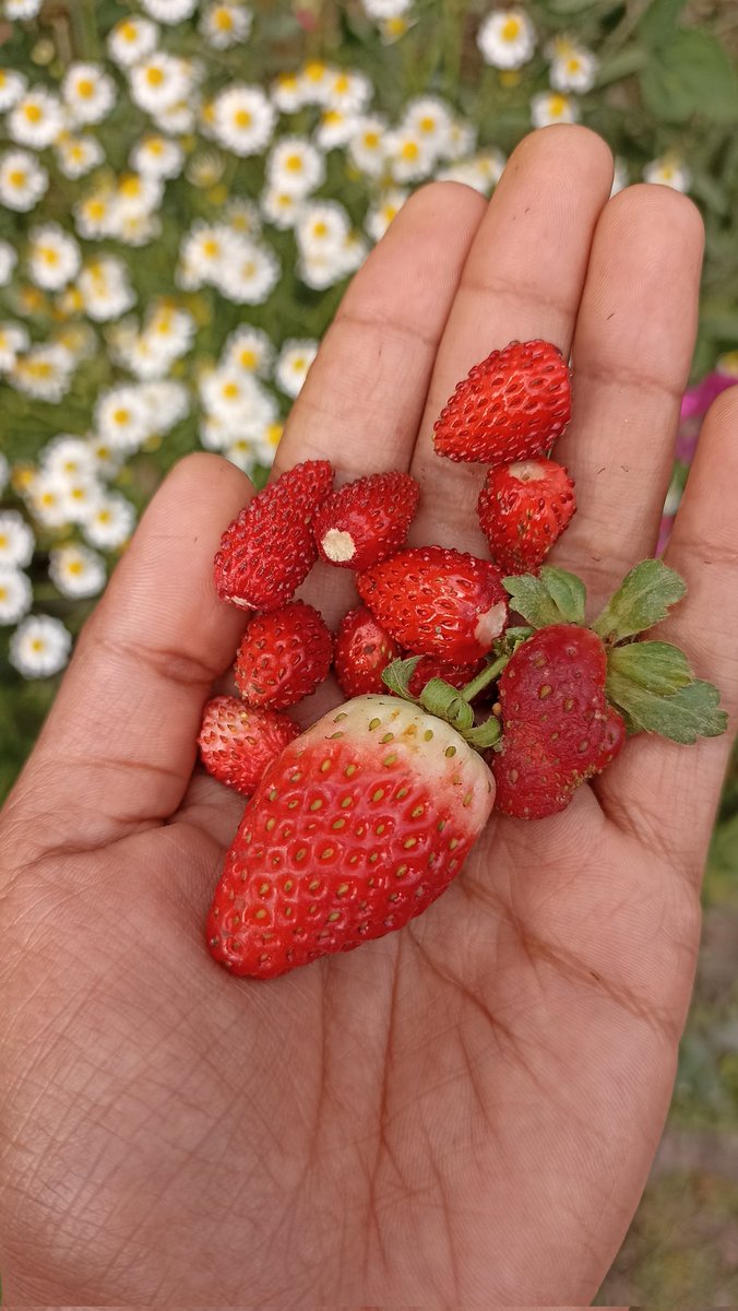 खाम्...🍓