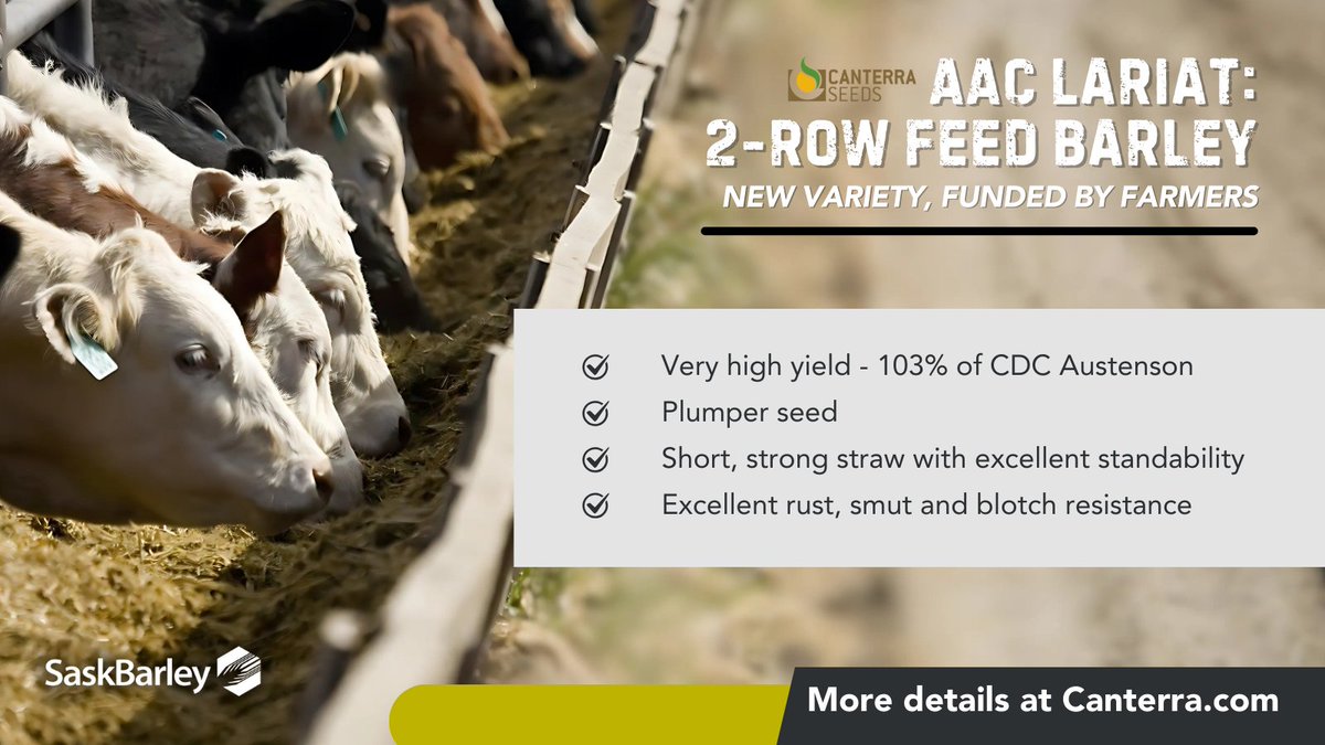SaskBarley (@saskbarley) on Twitter photo #VarietyFeature: 🌾Discover AAC Lariat, the new 2-Row feed barley with high yield, superior standability, and excellent disease resistance—try it for #plant25.
🔗 canterra.com/varieties/barl…
<a href="/canterraseeds/">CANTERRA SEEDS</a> #GrowBarley #FeedBarley #VarietyFeature: 🌾Discover AAC Lariat, the new 2-Row feed barley with high yield, superior standability, and excellent disease resistance—try it for #plant25.
🔗 canterra.com/varieties/barl…
<a href="/canterraseeds/">CANTERRA SEEDS</a> #GrowBarley #FeedBarley