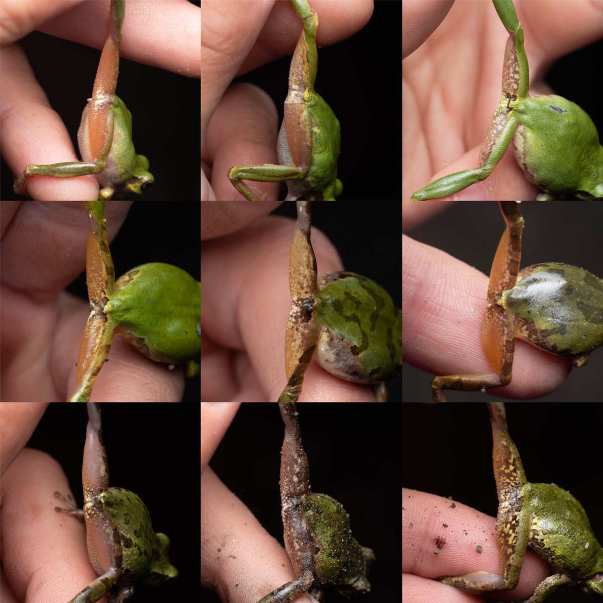 カエルの森工房△FOREST AMP (@Gakuo_Japonica) on X