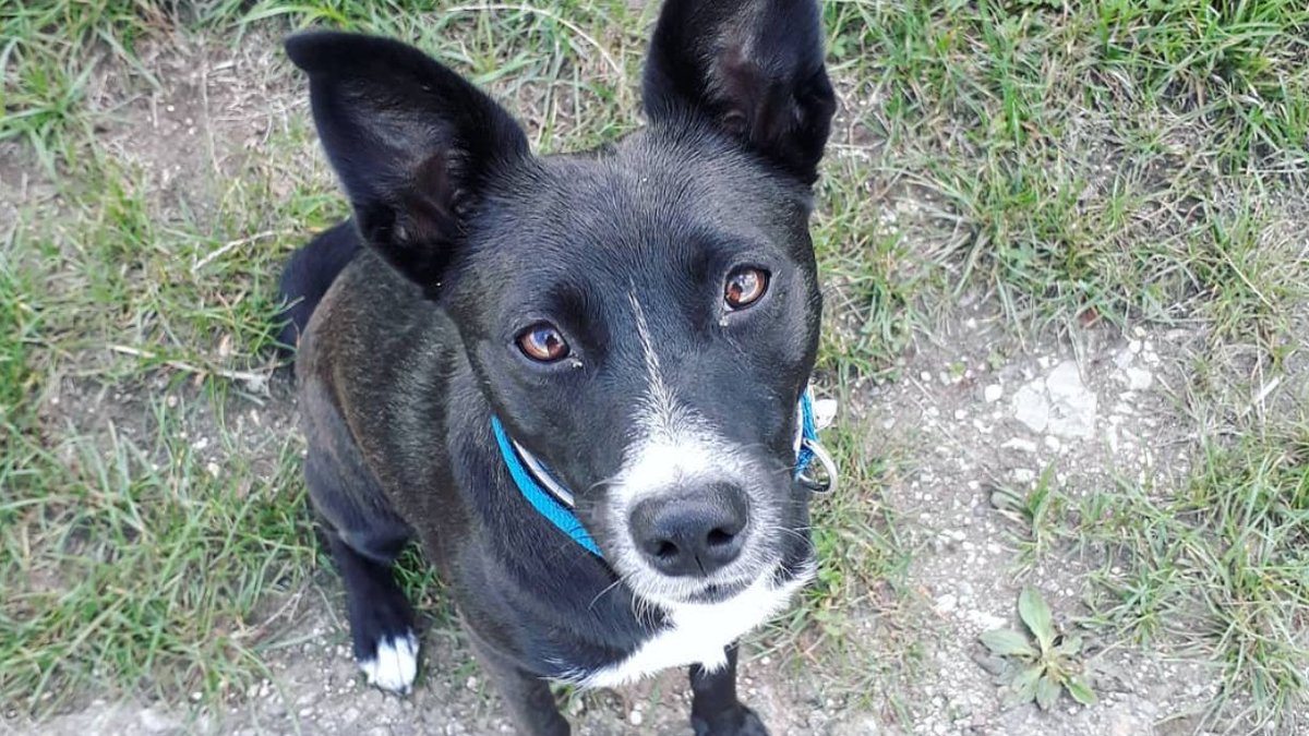 Meet Mana, our official office pup and the ultimate morale booster! 🐶
Whether she’s supervising our progress with Aquapark Tycoon or just napping through meetings, she’s an essential part of our indie dev journey. 💙

#LoveYourPetDay #IndieGameDev #OfficeDog