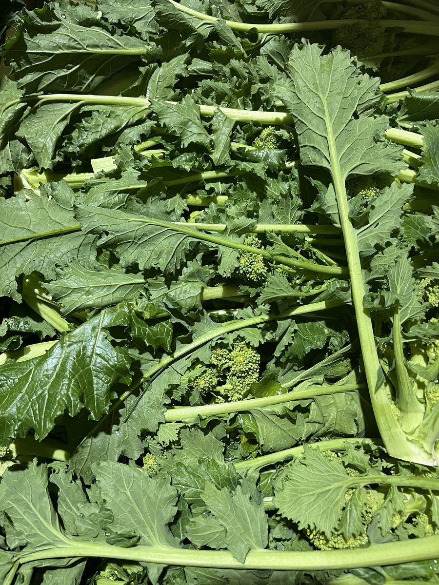 Available in the market today -Turnip greens they can be eaten raw in salads or cooked in various dishes. Cooking methods include steaming, sautéing, or adding them to soups and stews. Turnip greens have a slightly bitter taste, which can be mellowed by cooking. <a href="/ThePigGuide/">ThePrandialPlayground</a>