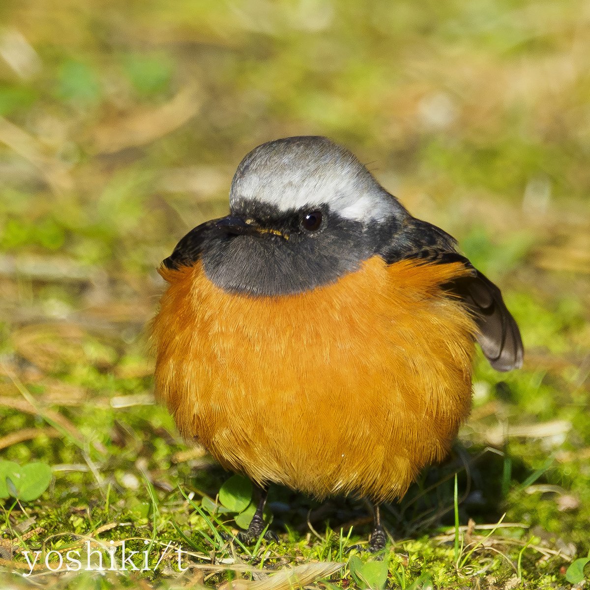 かぼちゃパンツ