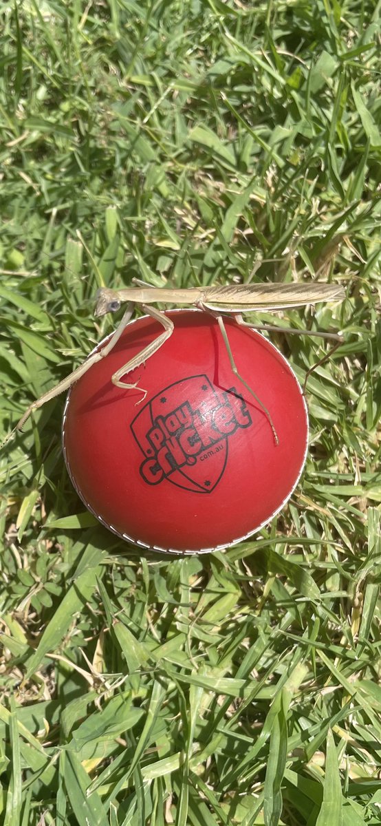 It is time to pray
Praying Mantis wants a bowl
Batters are afraid.

#HaikuMoments