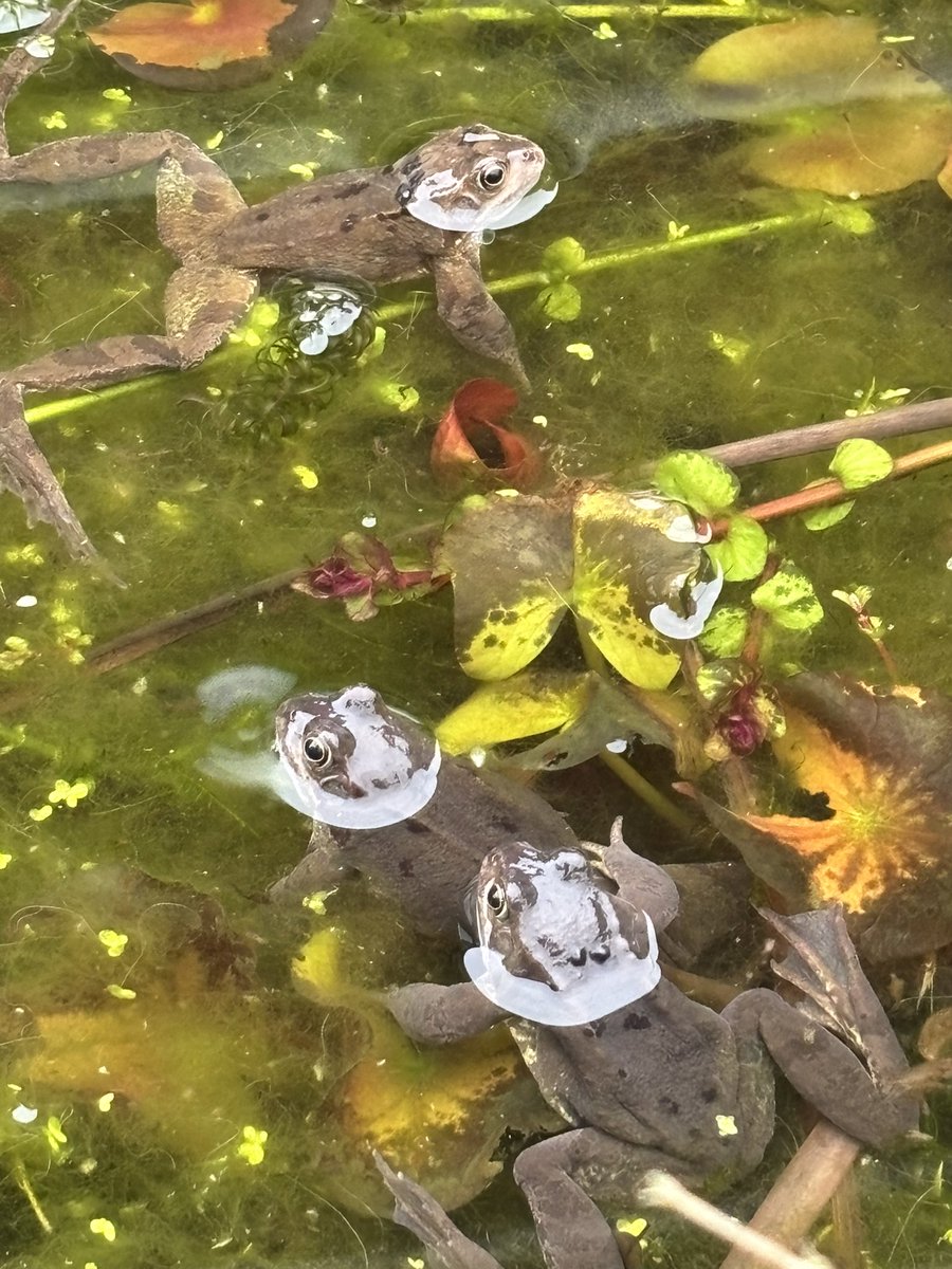 Frogs are back!