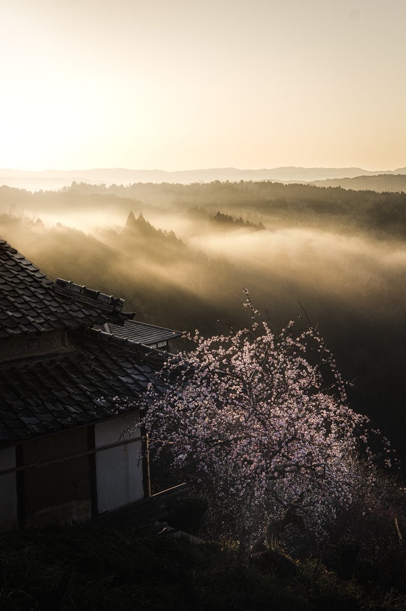 maybeeeeem's tweet image. 寒梅と東雲の光