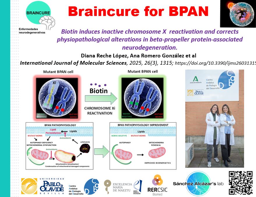 Dr. Sánchez-Alcázar's group <a href="/CABD_UPO_CSIC/">Centro Andaluz de Biología del Desarrollo</a>  has published a study showing that biotin can reactivate the inactive X chromosome and correct pathophysiological alterations in beta-propeller protein-associated neurodegeneration (BPAN), opening new therapeutic possibilities