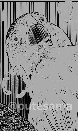 ずっと籠って描いておりますカンムリワシ。
やはり石垣島に行ったからこそ、描けるものがあると感じています。
カンムリワシは勿論だけど、カンムリワシに関わる人達への思いも強くなったから。
あの人達の思いや努力にわたしも報いたいと、強く思うから。 