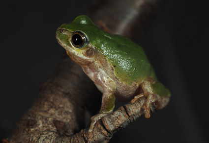 ニホンアマガエルのうち、日本の東寄りの集団がヒガシニホンアマガエル