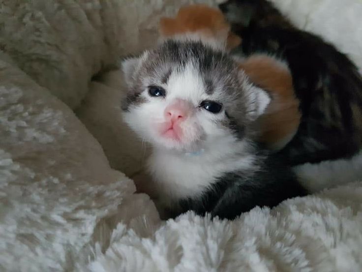 sharkcuddler's tweet photo. im not using twitter anymore so if anyone would like to contact me my discord is sharkcuddler https://t.co/jFKUy0MClV