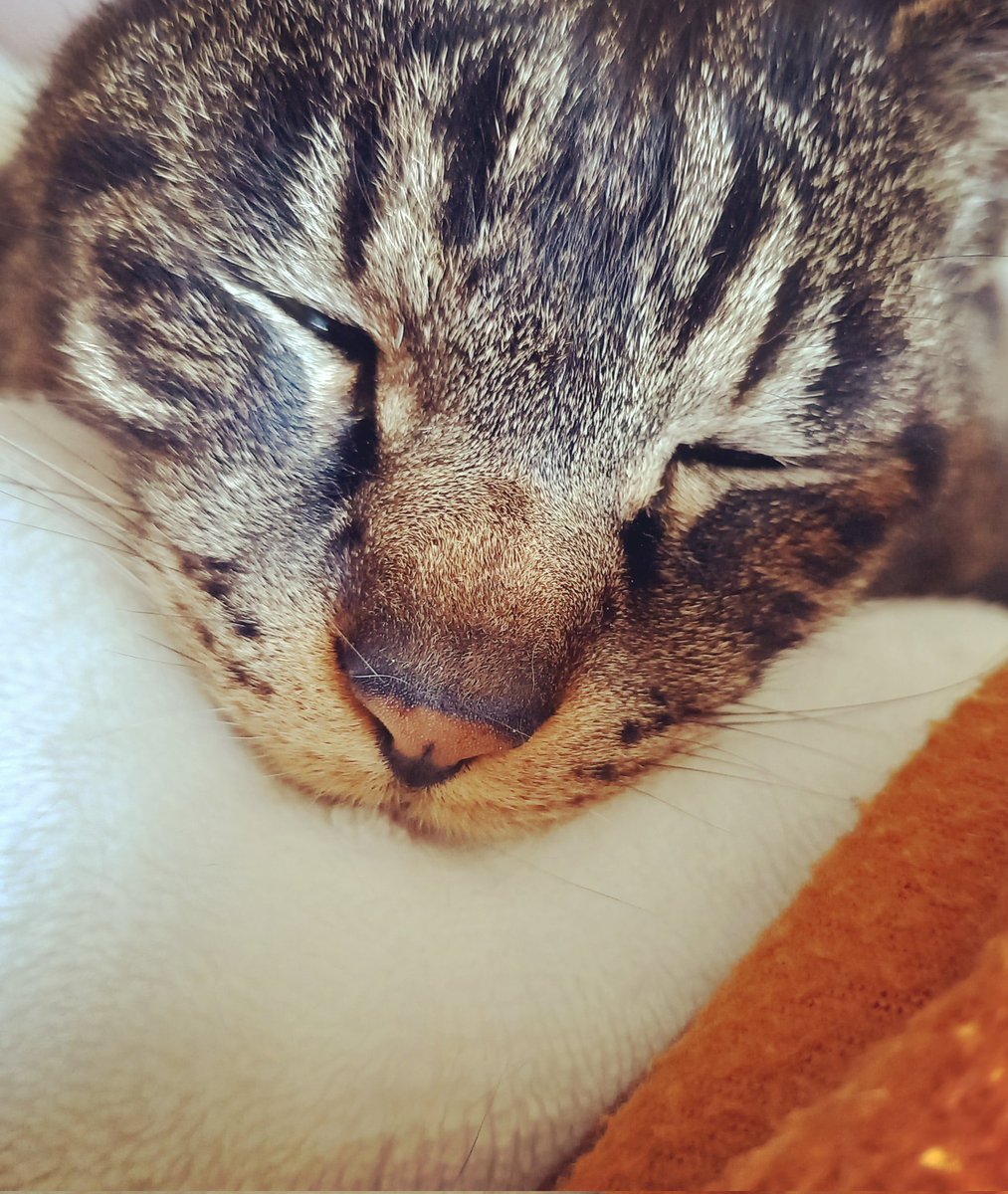 chacoco87's tweet photo. 2025年2月19日

みぃ🐱は虹の橋を渡りました✨
元野良ちゃんで正確な年齢は不明ですが17～8年は共に過ごし
楽しい時や悲しい時どんな時でも
そばにいて家族も支えてくれた
とても優しい子です✨
みぃ🐱と仲良くしてくださり
ありがとうございました✨🙇✨
今頃は虹の橋でココ🐇に会ってるかなー✨🐱🐰 https://t.co/elZW6gFMgz