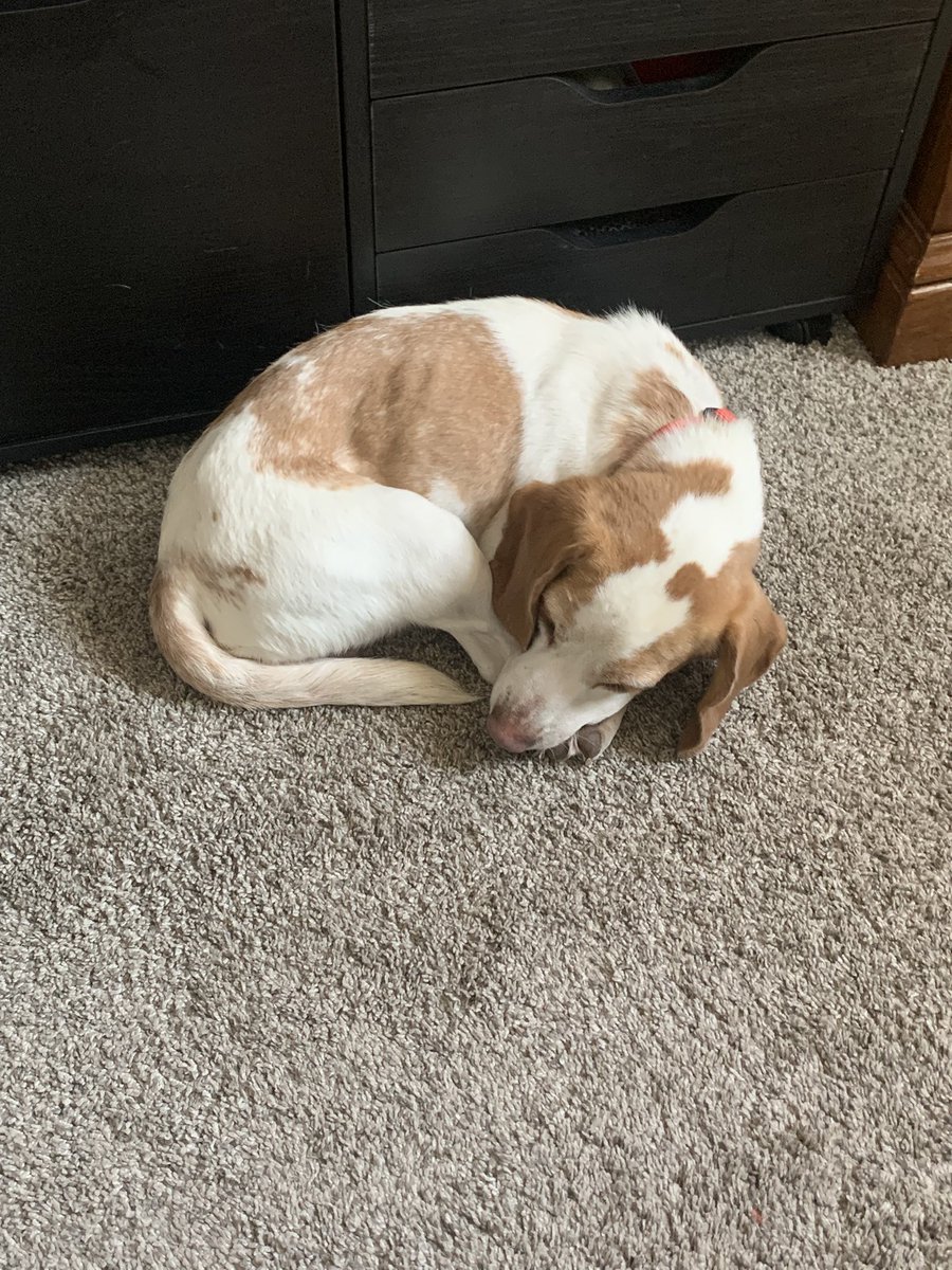 LisaLisasteele's tweet photo. @DritaDavanzo U mentioned homeless dogs I foster for a rescue &amp; my first 2 fosters have been from breeder releases,the dog has lived in a cage their whole life &amp; brought out to breed.If rescue doesn’t take them the breeder kills them. Beau the Beagle is only 3 years old.newest foster Desi is 8 https://t.co/gUKE8deozA