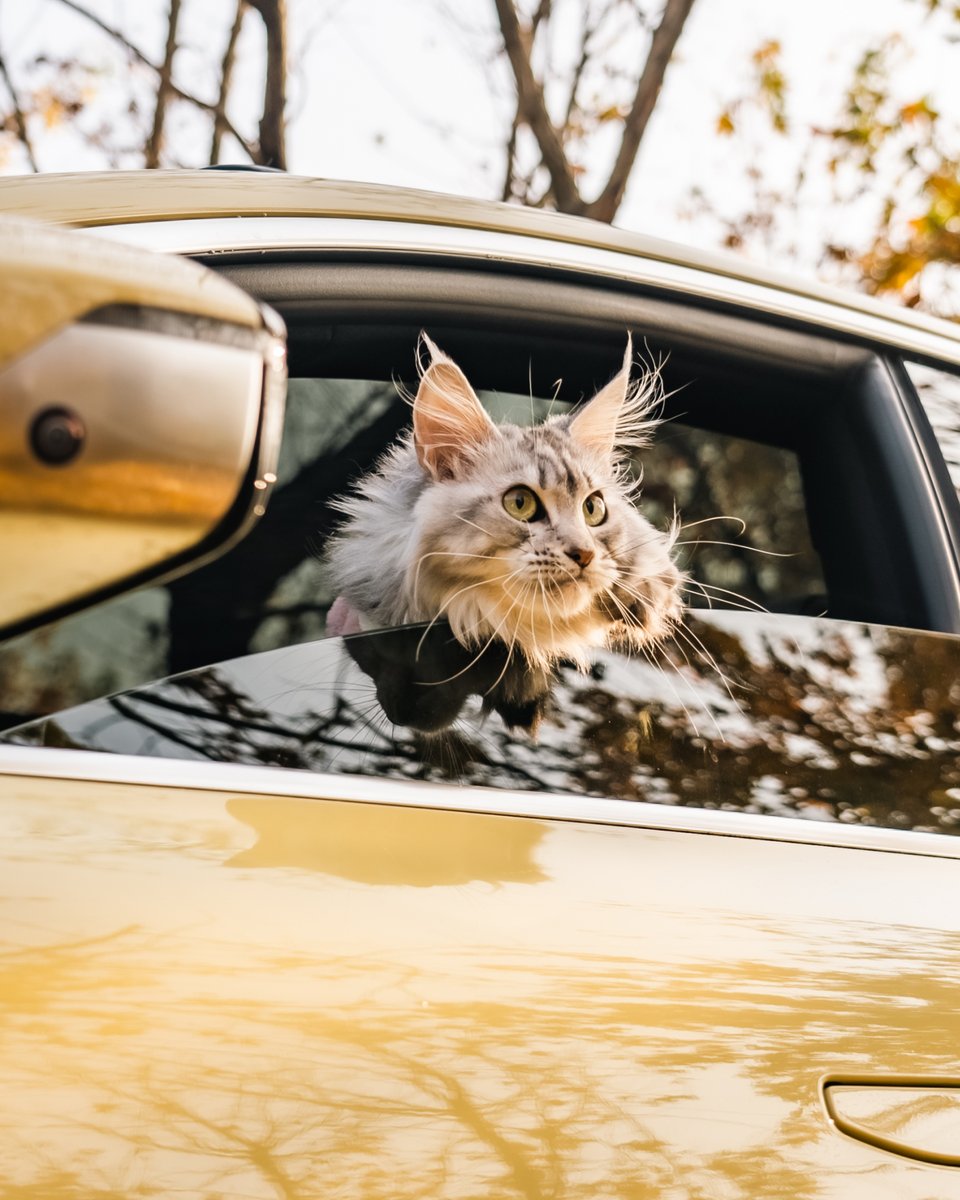 NIOGlobal's tweet photo. Four wheels, two feet, and one fluffy co-pilot—road trips just got paw-some! 🐶🚗
#NIO #InternationalLoveYourPetDay #PetMode https://t.co/VdFdpnmyC4