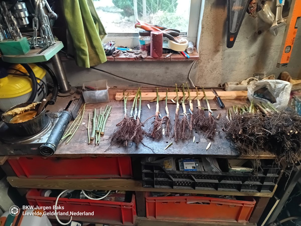 Enten

Vandaag op het programma:

Tilia platyphyllos 'Pyramidalis Aurea' 

Nederlandse naam: Zomerlinde

Mooie boom met grote bladeren, deze zijn in de lente geel en kleuren later in het seizoen naar fris groen.
Hij wordt tussen de 15 en 20 meter hoog en heeft steile takken.