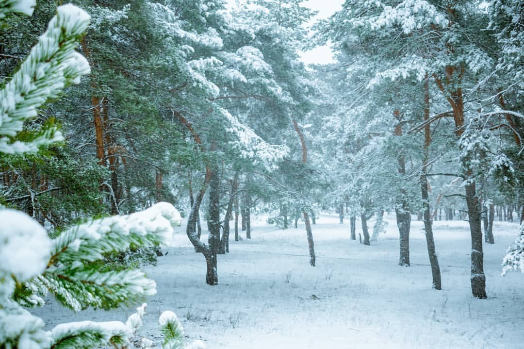 _Denyshchenko's tweet photo. Forest in Siverskodonetsk

#Luhanskoblast #Ukraine #StandWithUkraine #StopRussia #UkraineWar #UkraineRussianWar #SaveUkraine #SupportUkraine #UkraineWillWin #UkraineWillPrevail #PrayForUkraine https://t.co/3ULWAVosFx