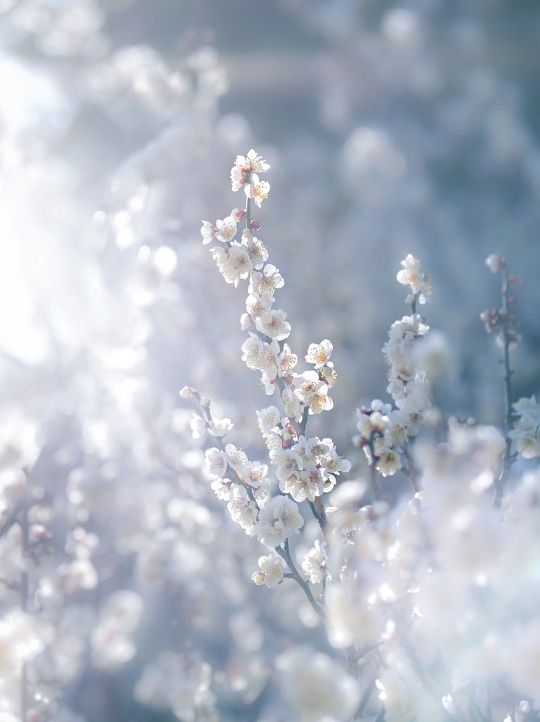 2IivuUY2Tf73393's tweet image. 白梅。