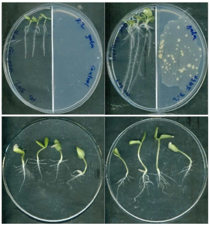 🌱 Our team at the Volcani Center discovered how Bacillus sp. NYG5-emitted VOCs boost plant growth, reshape #rhizosphere microbiomes, and alter soil chemistry. This study highlights the potential for #SustainableAgriculture.🌿🔬doi.org/10.1016/j.micr… #PlantScience #Microbiome
