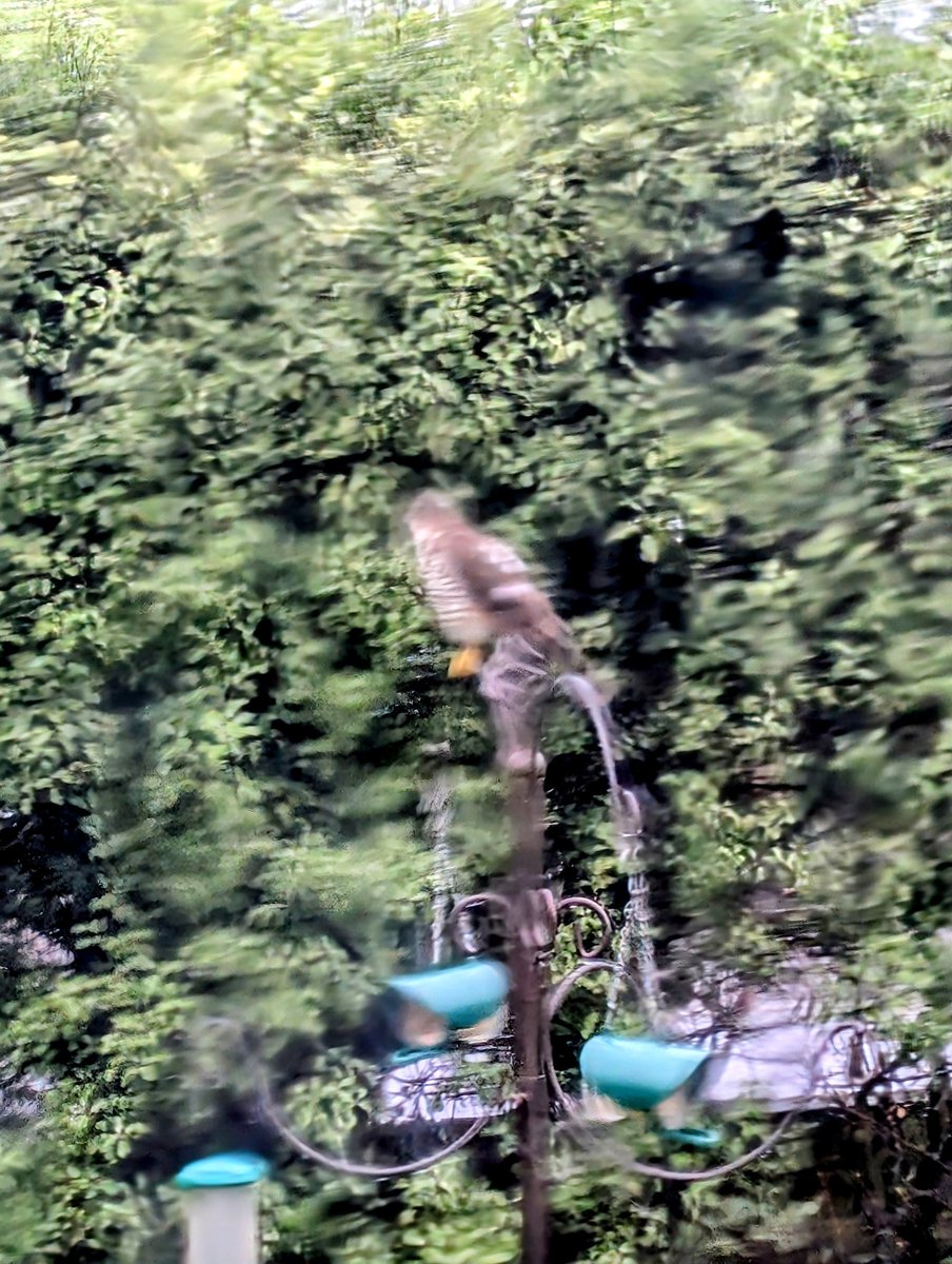 Sparrowhawk laying in wait in our garden this morning.