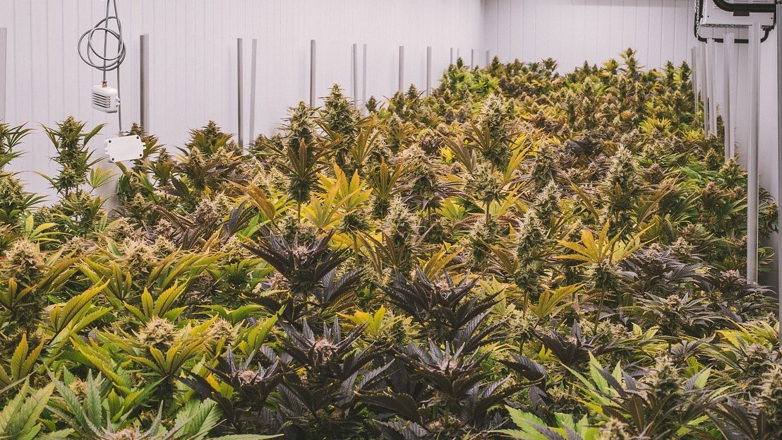 Hennep gevonden ter waarde van bijna 8 ton