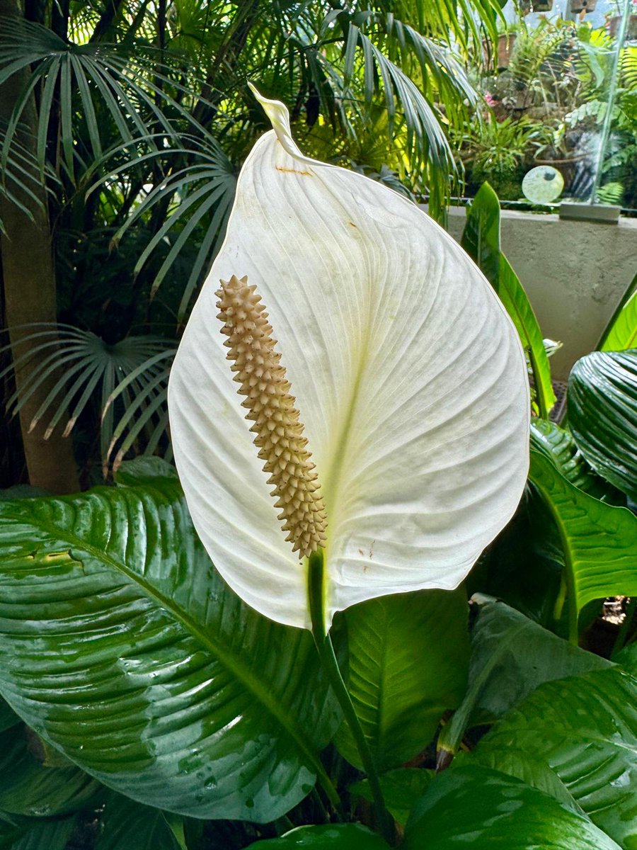 Sus hojas pueden ser de gran tamaño, a menudo con venación reticulada como 𝘗𝘩𝘪𝘭𝘰𝘥𝘦𝘯𝘥𝘳𝘰𝘯, 𝘈𝘭𝘰𝘤𝘢𝘴𝘪𝘢 . Presentar rizomas o tubérculos subterráneos para el almacenamiento de nutrientes como 𝘚𝘱𝘢𝘵𝘩𝘪𝘱𝘩𝘺𝘭𝘭𝘶𝘮.
#12Plantas12Meses #270AniversarioRJB
👇🏼