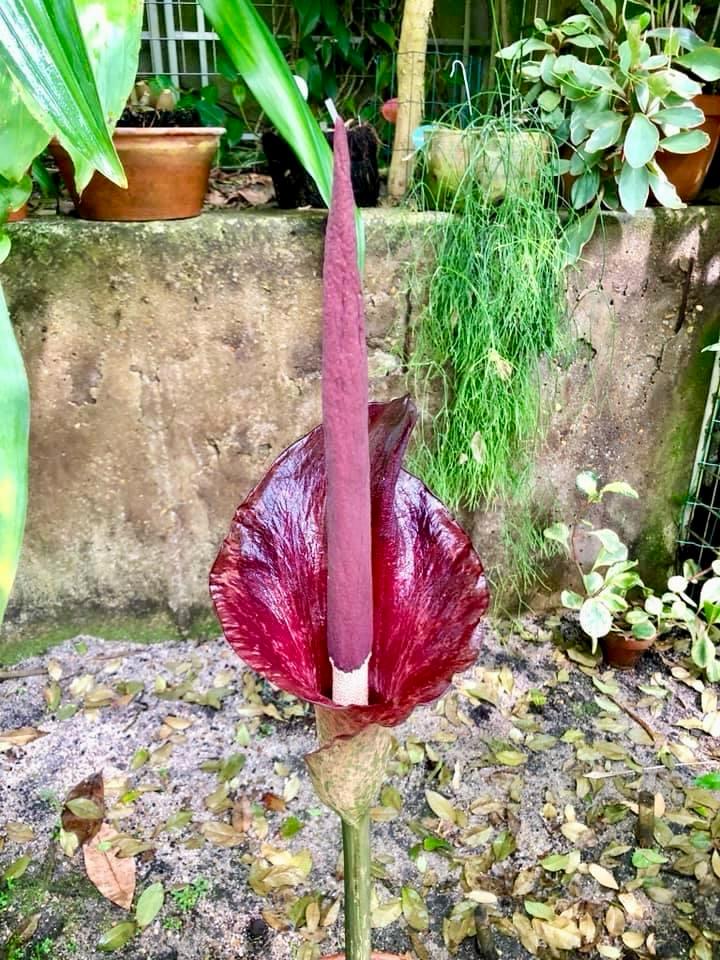 🪰Algunas especies utilizan termogénesis que aumenta la temperatura del espádice y este calor volatiliza olores fétidos que atraen a moscas carroñeras, sus polinizadores (Amorphophallus)
#12Plantas12Meses #270AniversarioRJB