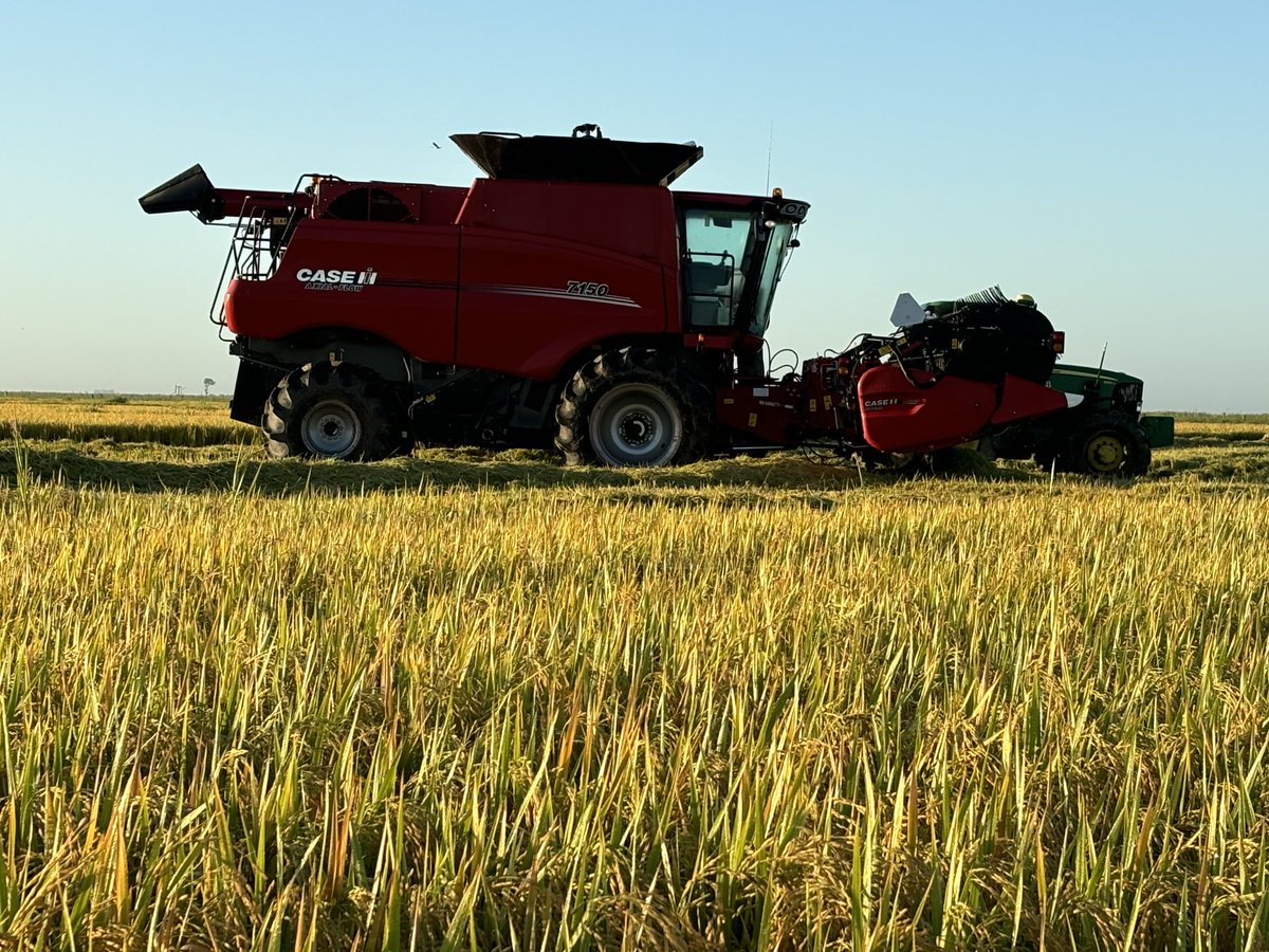 Ayer 19/2 comenzamos la cosecha de la zafra 24/25 en Arrozal 33
