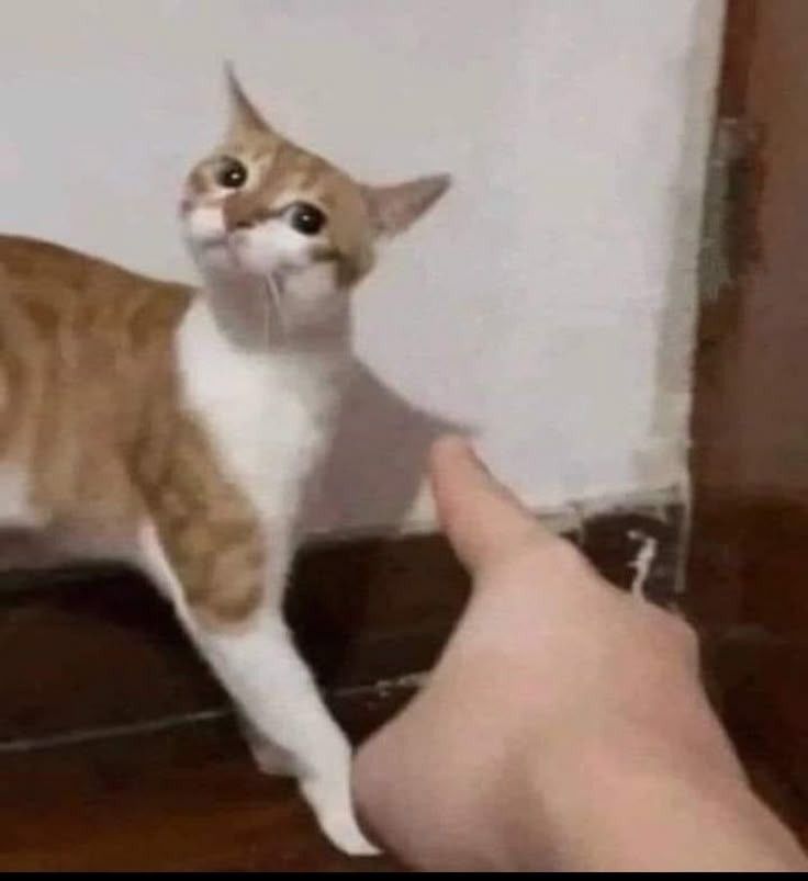 PostsOfCats's tweet photo. https://t.co/Gh5JGuPncA