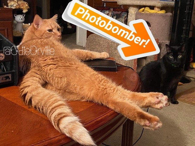 THE Odie Bob Orville 😺 tweet media