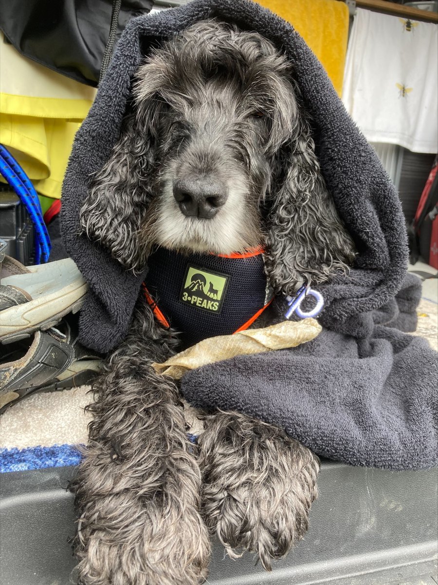 English Springer Spaniel Welfare tweet media