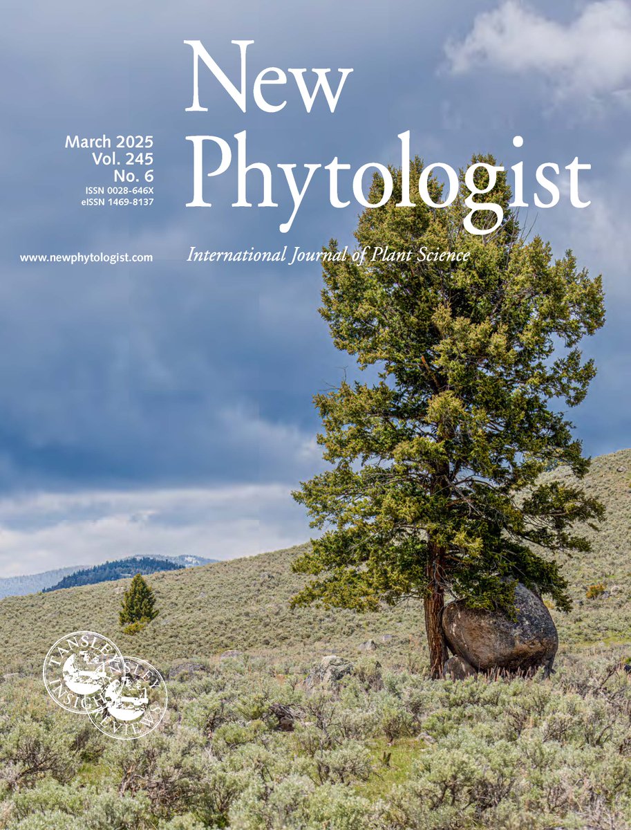 On the cover of our #LatestIssue: A mature Douglas fir (Pseudotsuga menziesii) that established under the protection of a large boulder in #Yellowstone #NationalPark. Image is ‘Courtesy of’ Douglas A. Wielfaert 

📖  See Shemesh et al. nph.onlinelibrary.wiley.com/doi/10.1111/np…

@WileyPlantSci