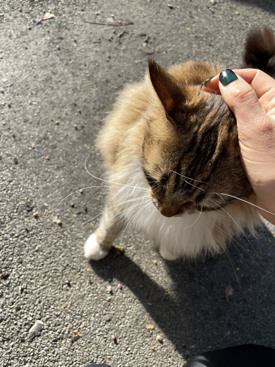 This beauty waits for me every morning. But eefusws to stop moving around long enough for me to take a photo 🤣 She just wants endless pets.