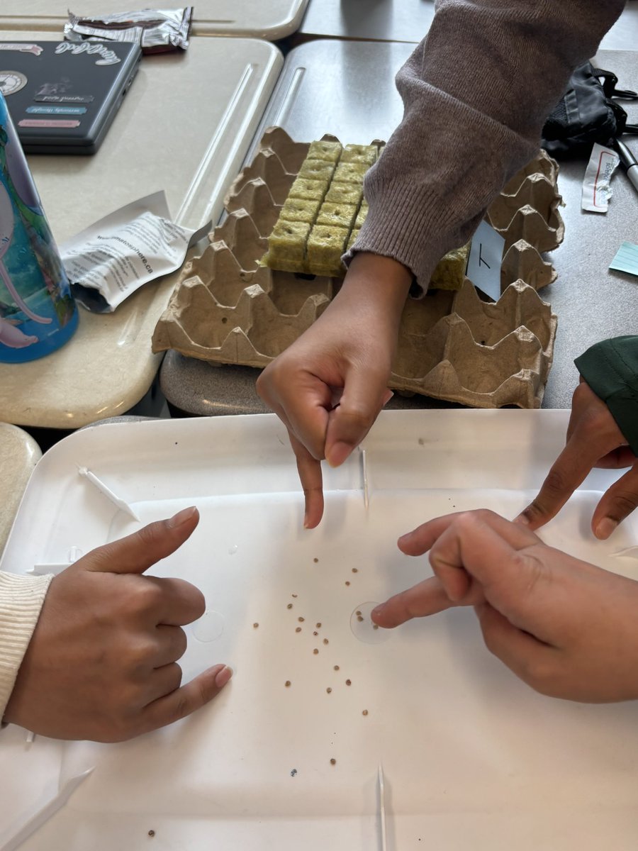 LearnWithMrsLy's tweet photo. My Gr. 6 Ss at @TDSBGatewayPS are part of #tomatosphere with @LetsTalkScience. We carefully planted 2 mystery packs of tomato seeds with our pinky fingers - one from space and one not. We are investigating the effects of outer space on seed germination. Stay tuned! https://t.co/nFVc5Tmfja