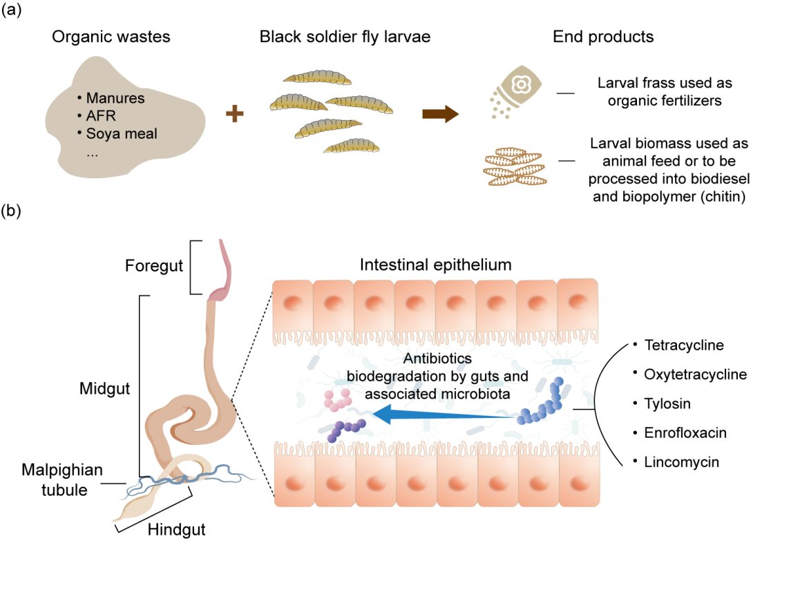 Black soldier fly: a new model for bioremediation of #antibiotic #pollutants
Leading author: Yongping Huang, Xingyu Luo
doi.org/10.1093/nsr/nw…