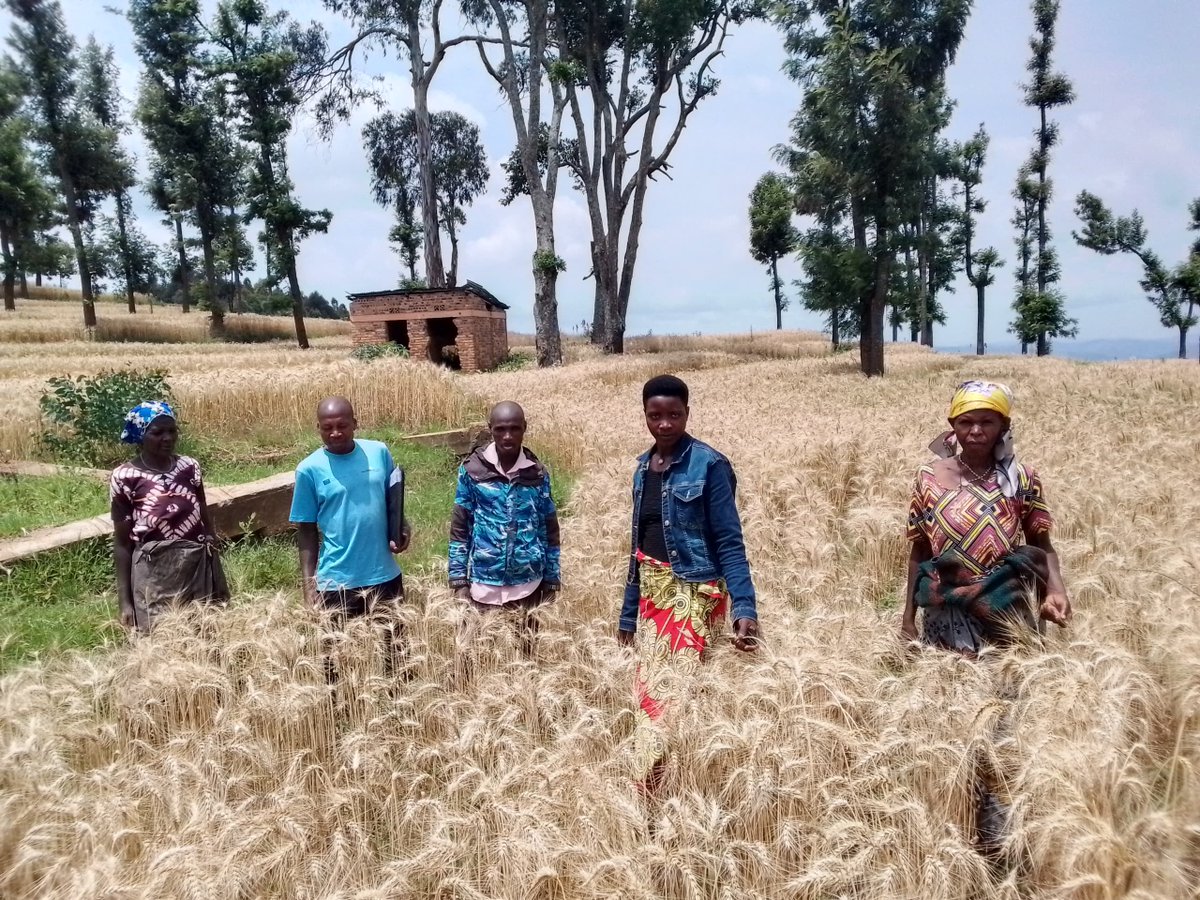 rdi_org's tweet photo. At Rural Development Initiative (RDI), we're celebrating a successful wheat harvest! This season's yield is a testament to the hard work and dedication of our local farmers, and the effectiveness of RDI's ongoing support programs. https://t.co/8CYXGXdOqs