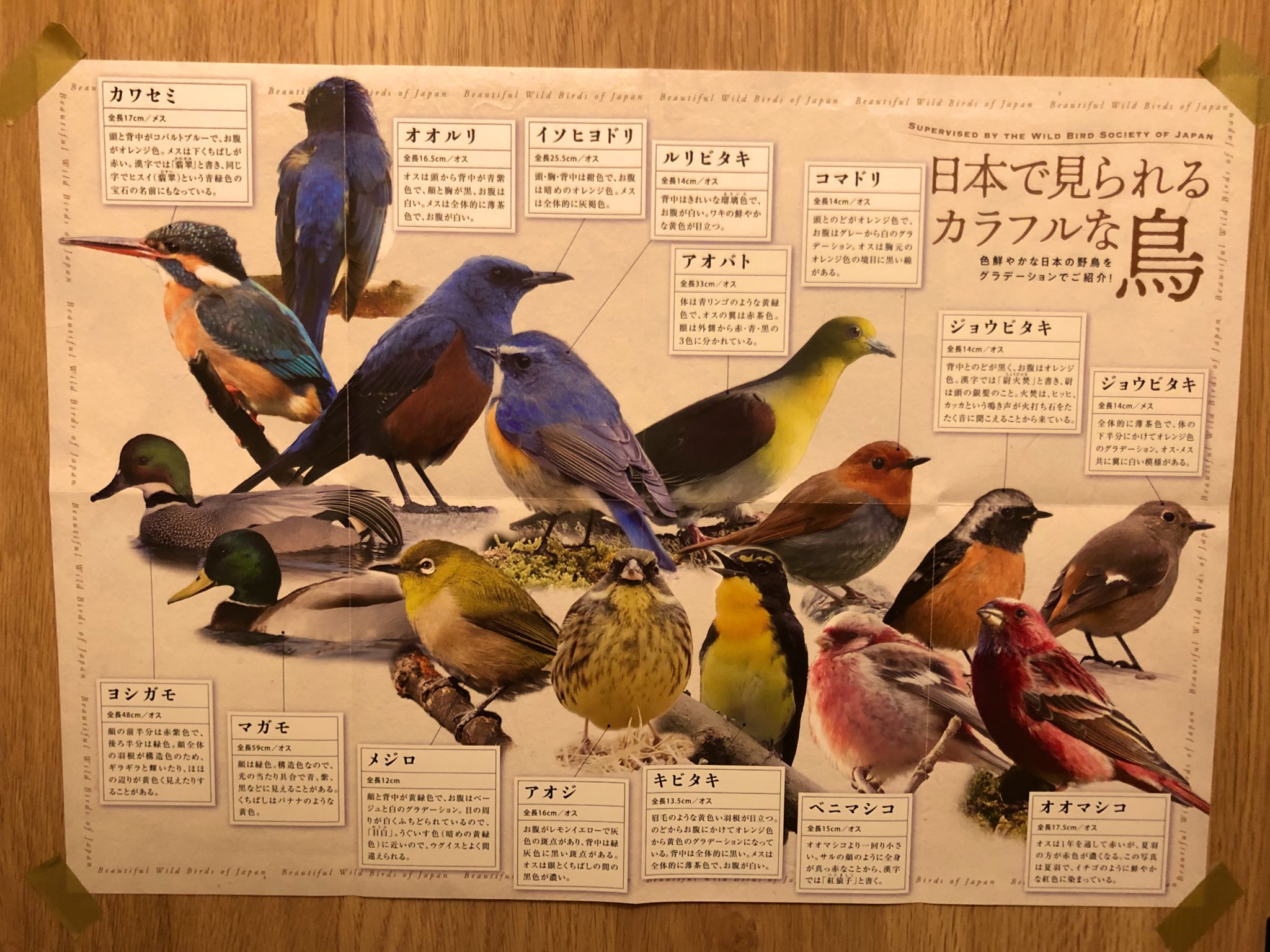 Amazon.co.jp: 0026979 野鳥 206冊 日本野鳥の会 1985-2019年 Amazon.co.jp: 0026979 野鳥 206冊 日本野鳥の会 1985-2019年