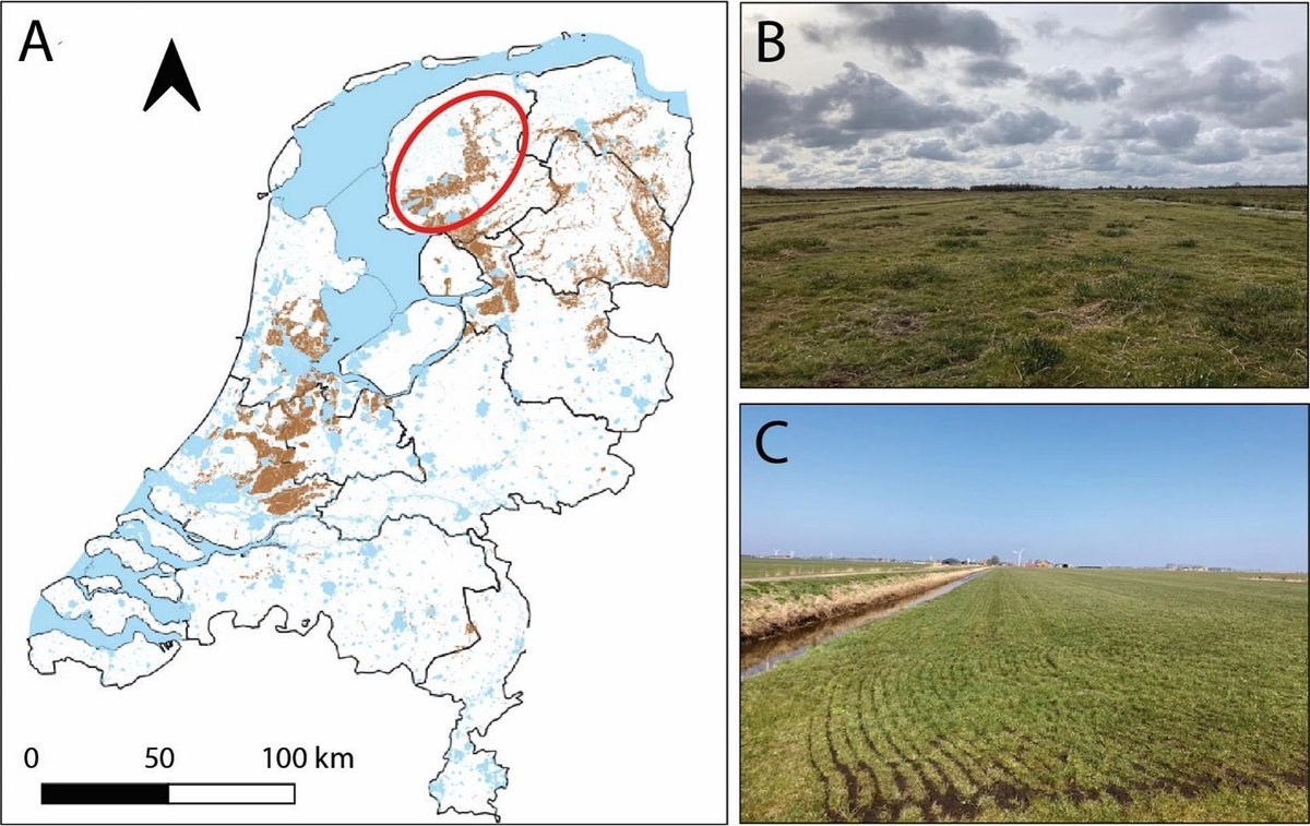New in Geoderma Regional: „Optimizing soil multifunctionality of coastal peat grasslands” by CT  Kraamwinkel, JA Beaulieu, SC Feron, C Vazquez, W de Haan, RA Howison. 
buff.ly/4b8KYBm