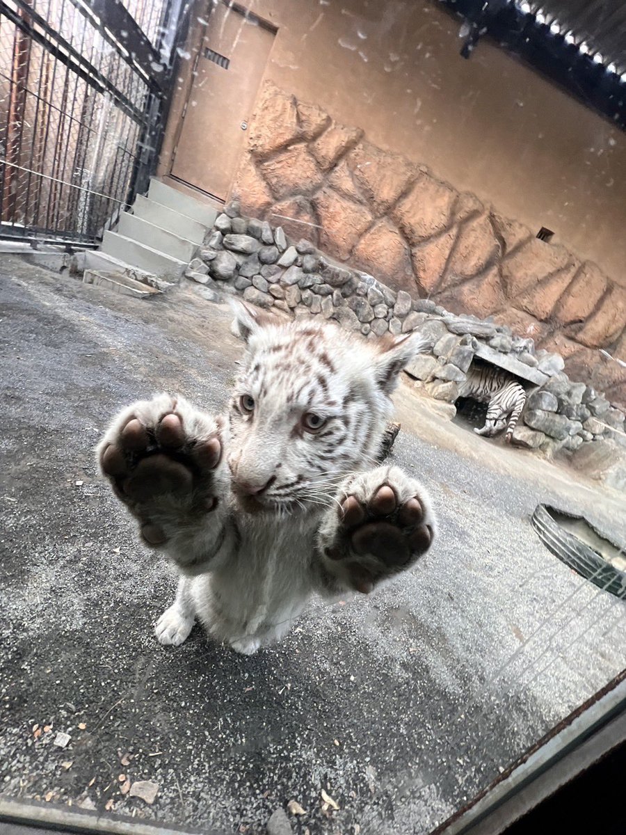 とうぶチビとらダイアリー】 ドンッッッッ！！！ 肉球たまりませんなぁ